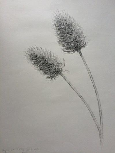 Teasels.  Observational drawing in pencil. 